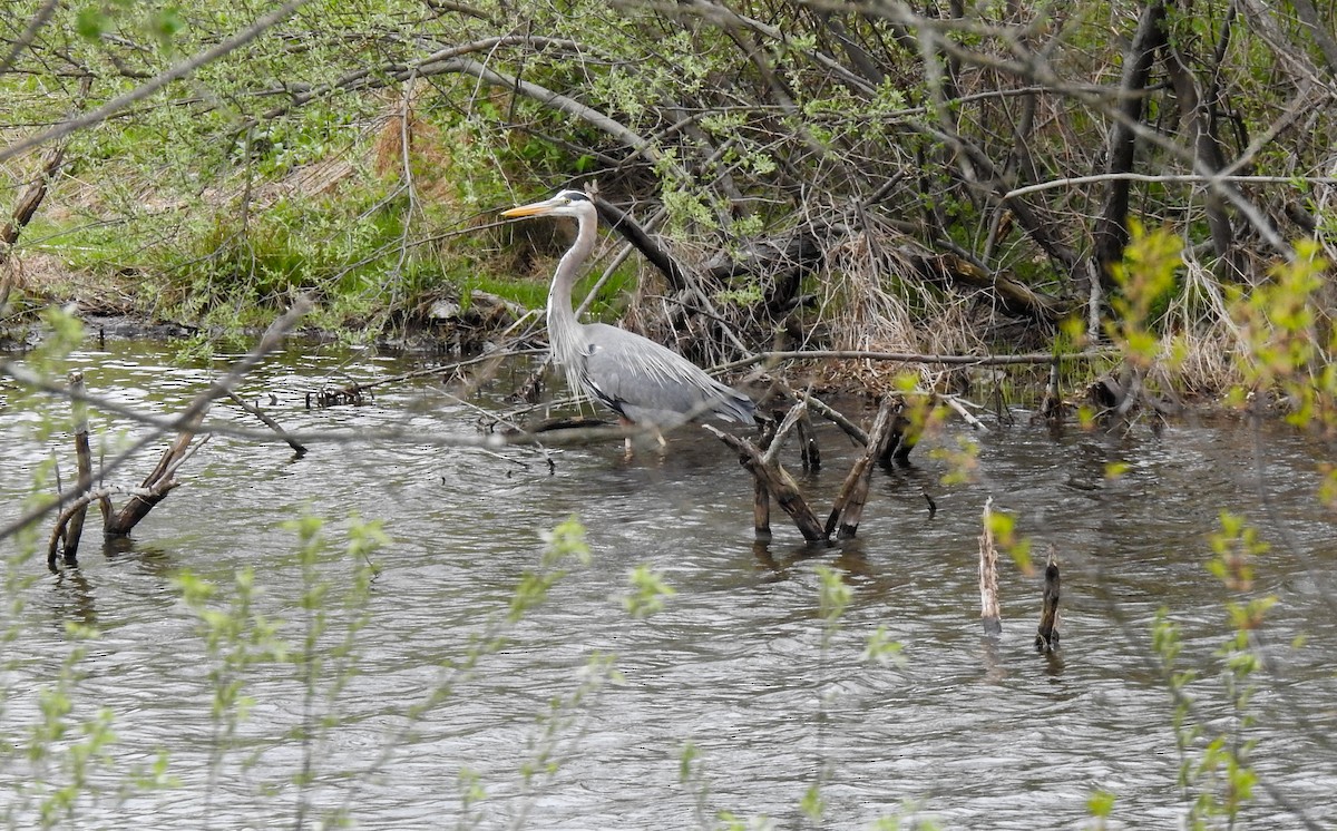 Great Blue Heron - Danielle Bedics-Arizala