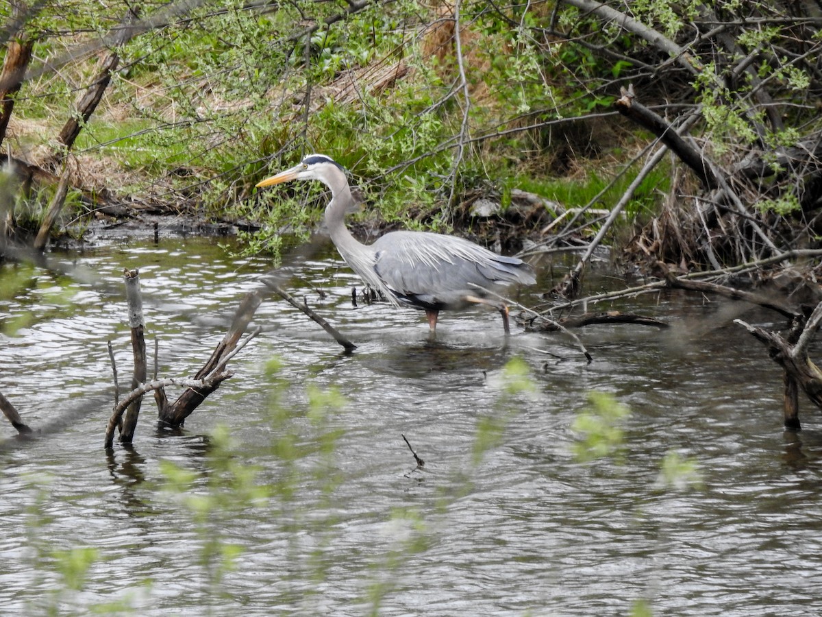 Great Blue Heron - ML617797324