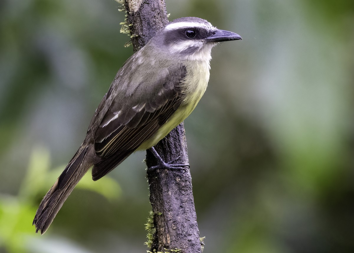 Golden-bellied Flycatcher - Luc Tremblay