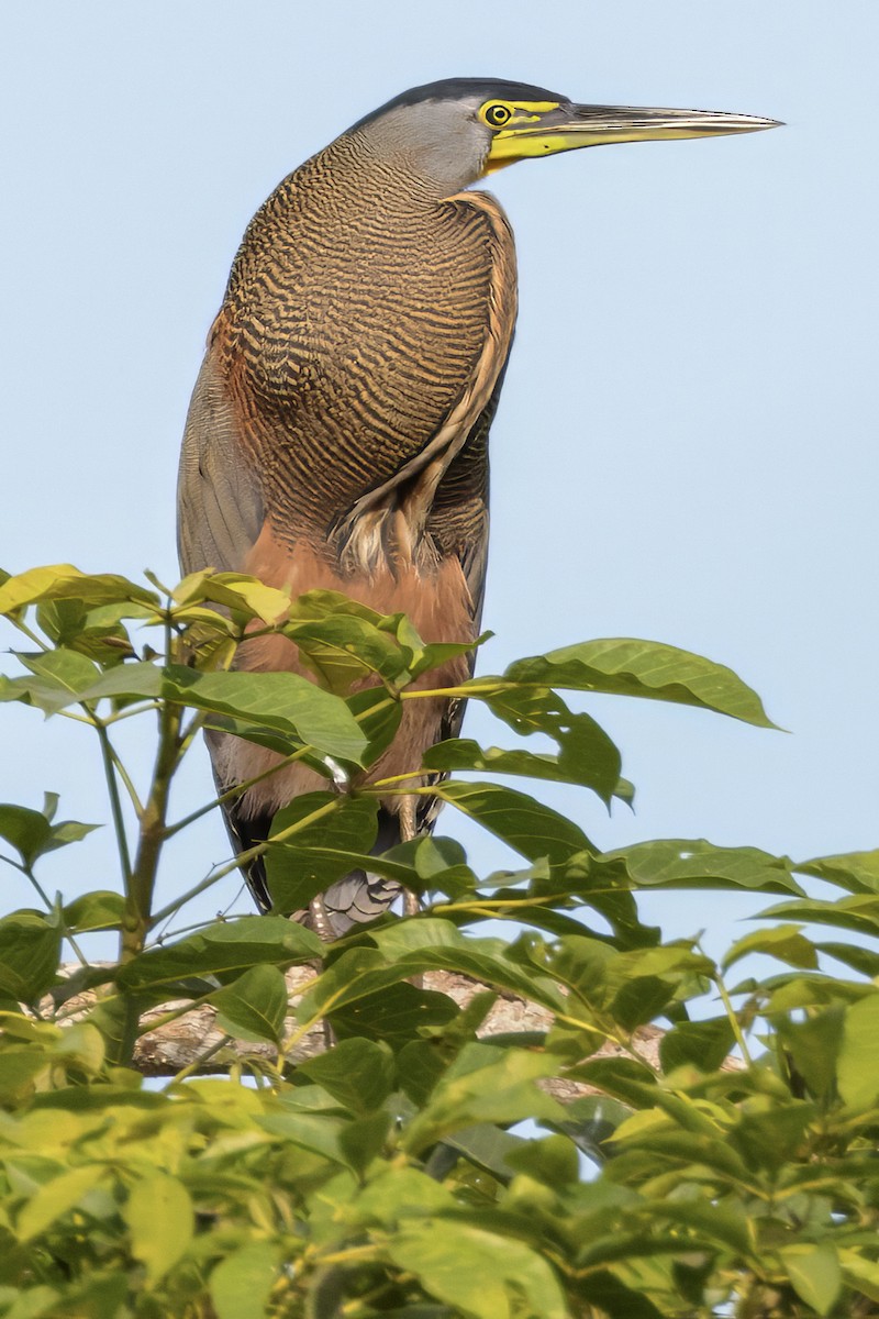 Bare-throated Tiger-Heron - ML617797329