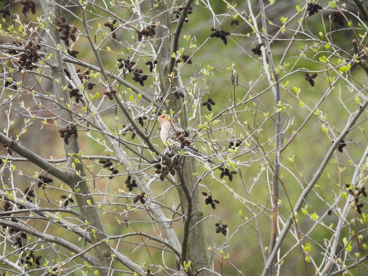 Northern Flicker - ML617797341