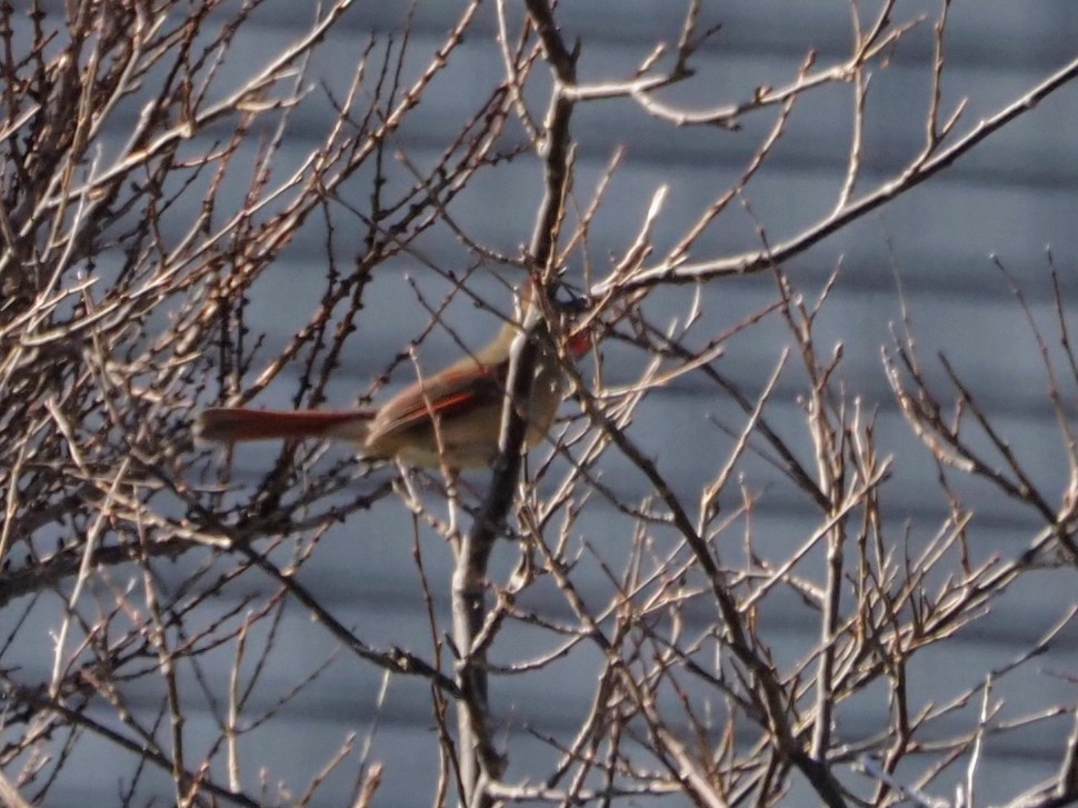 Northern Cardinal - Angela MacDonald