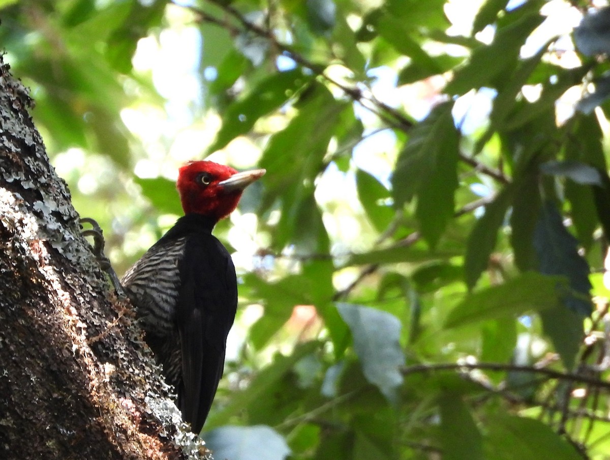 Pale-billed Woodpecker - ML617797364