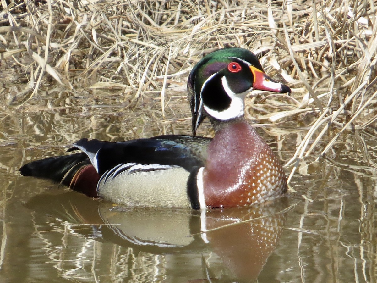 Wood Duck - ML617797384