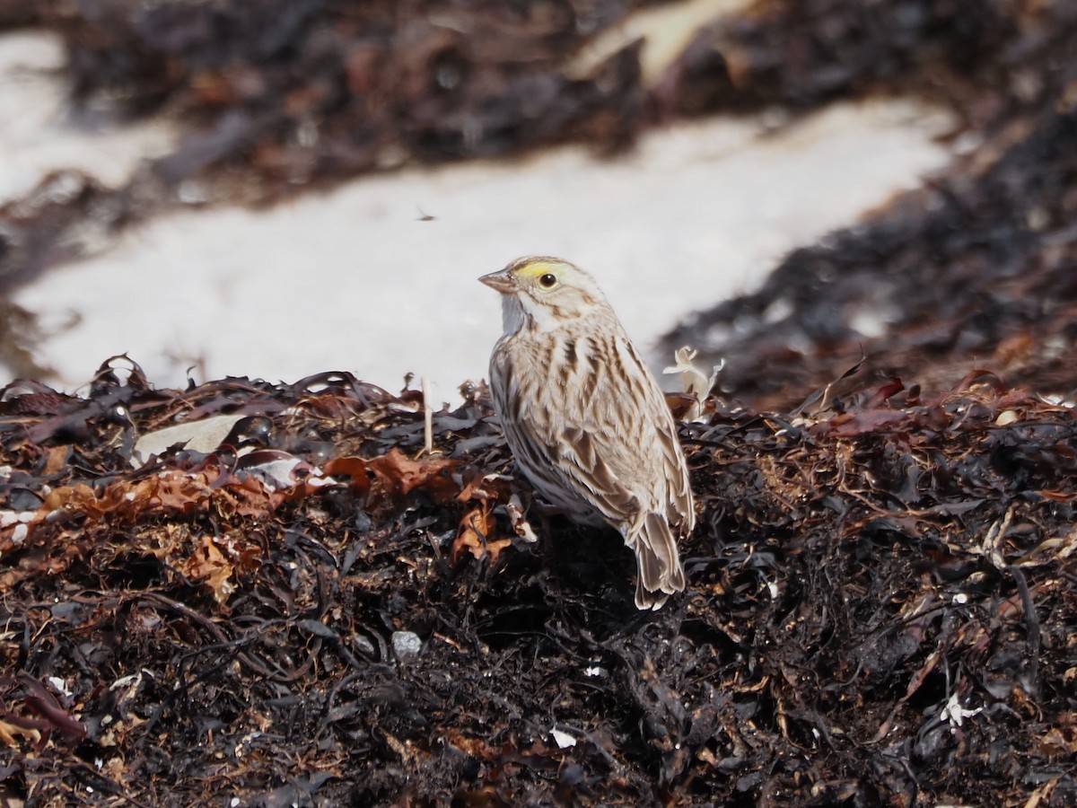 Savannah Sparrow (Ipswich) - Angela MacDonald