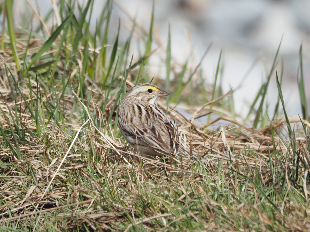 Savannah Sparrow (Ipswich) - Angela MacDonald