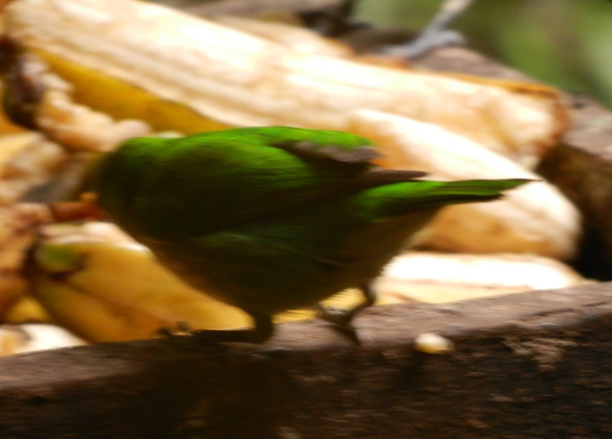 Spectacled Parrotlet - ML617797412