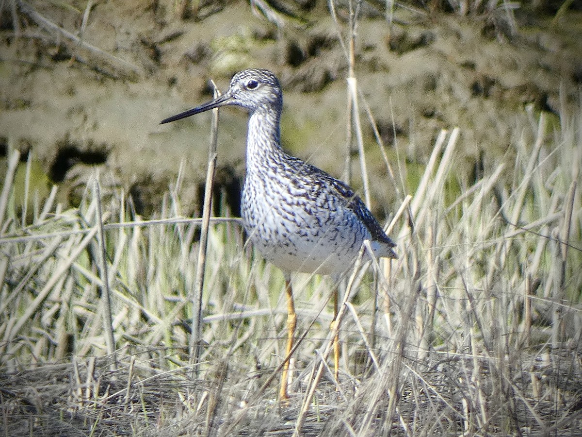 Greater Yellowlegs - ML617797451
