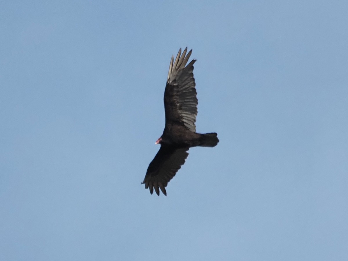 Turkey Vulture - Angela MacDonald