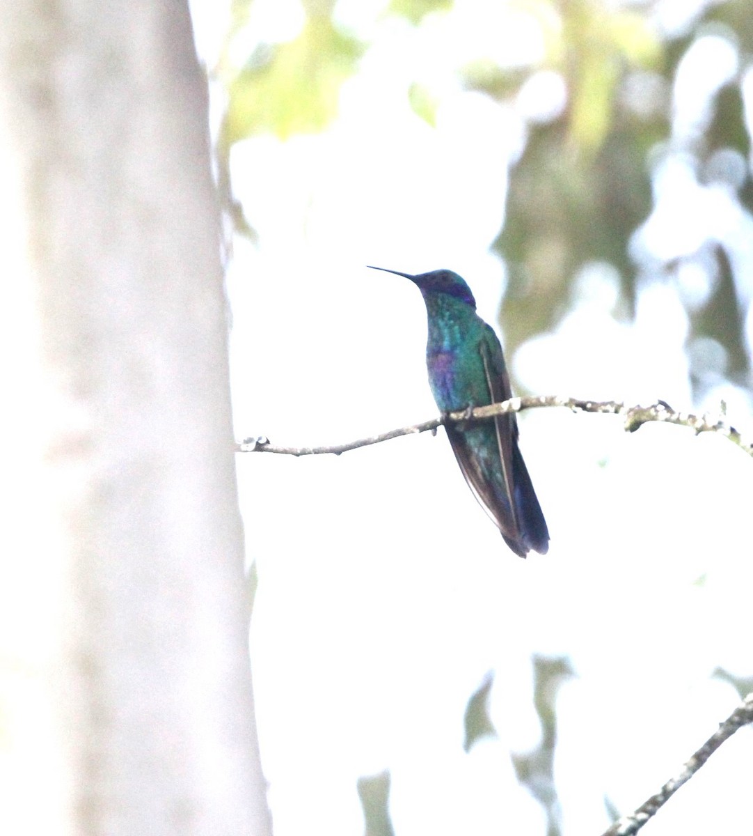 Colibrí Rutilante - ML617797491