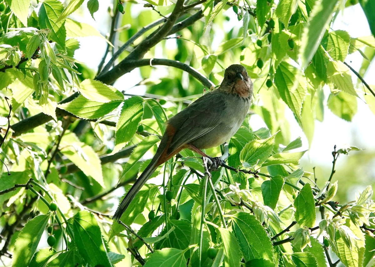 California Towhee - ML617797496