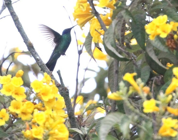 Colibrí Rutilante - ML617797501