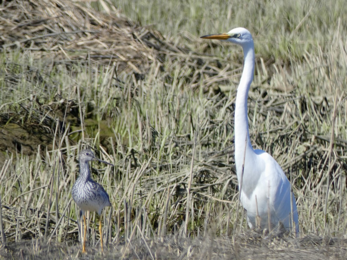 Great Egret - ML617797514