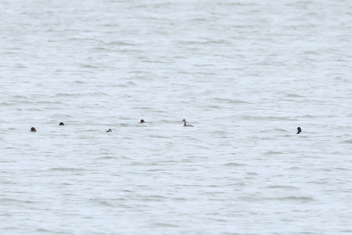 Eared Grebe - E R