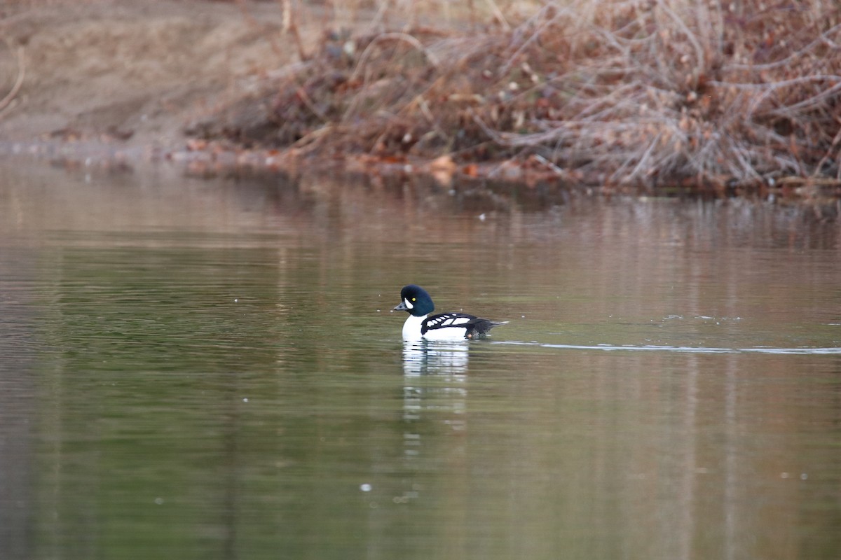 Barrow's Goldeneye - Karol Wilson