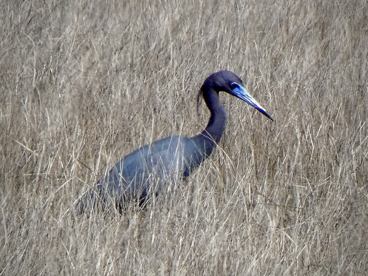 Little Blue Heron - ML617797550