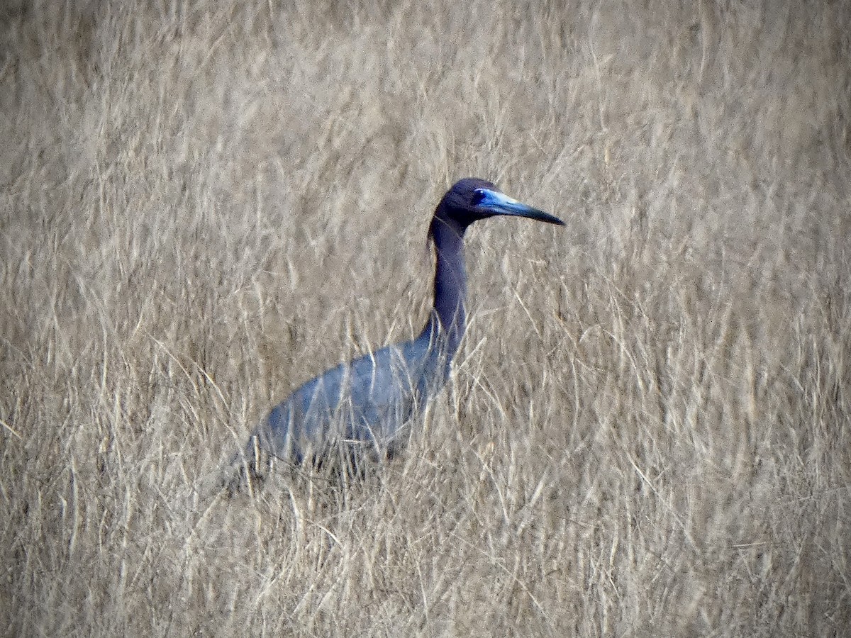 Little Blue Heron - ML617797551