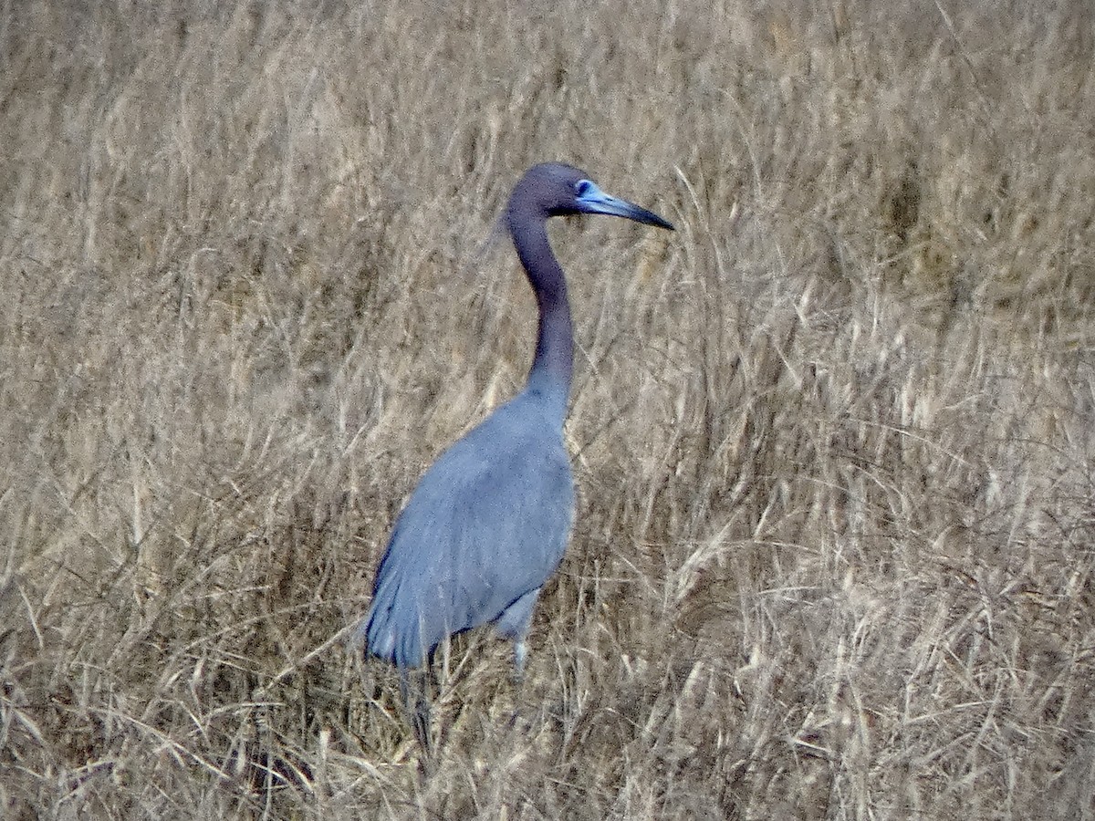 Little Blue Heron - ML617797554