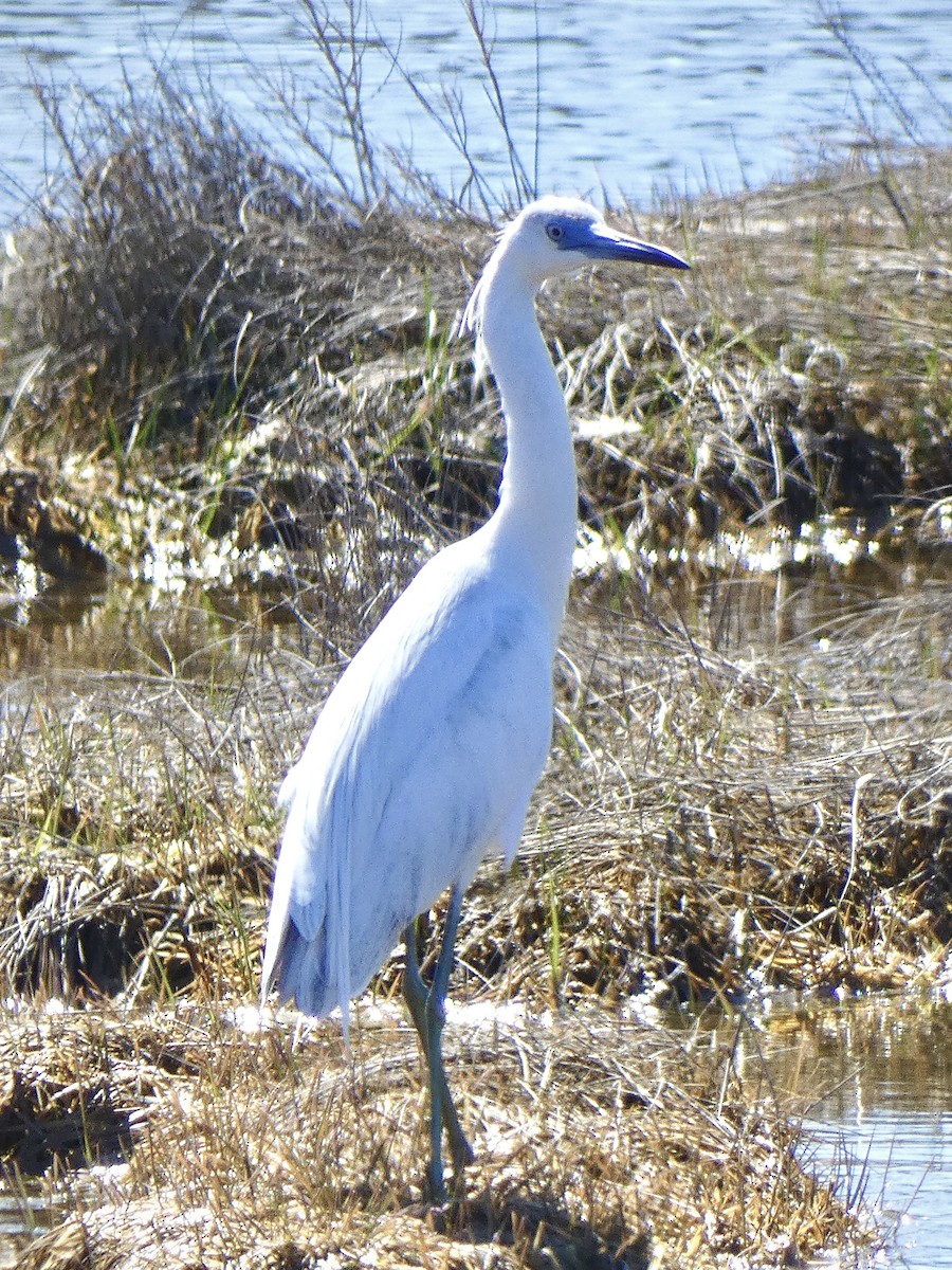 Aigrette bleue - ML617797555