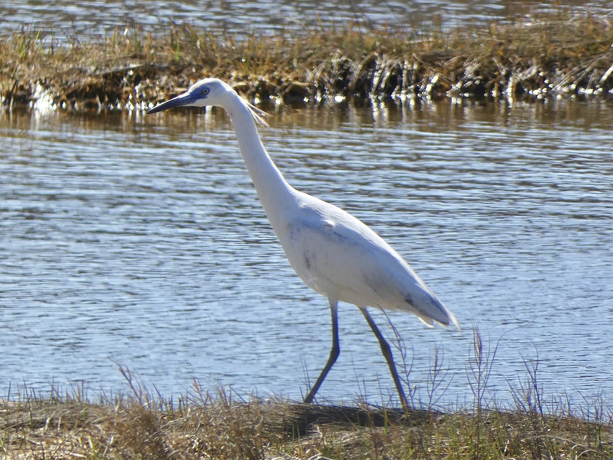 Little Blue Heron - ML617797556