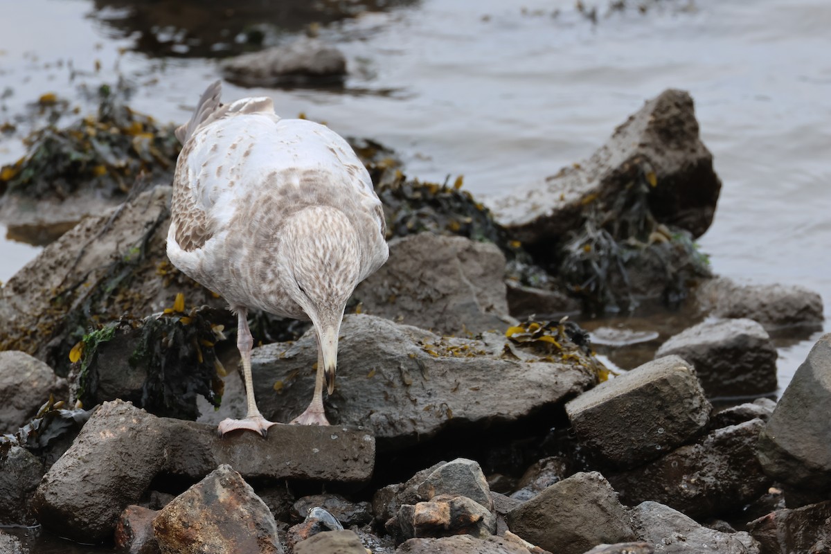 Herring Gull - E R