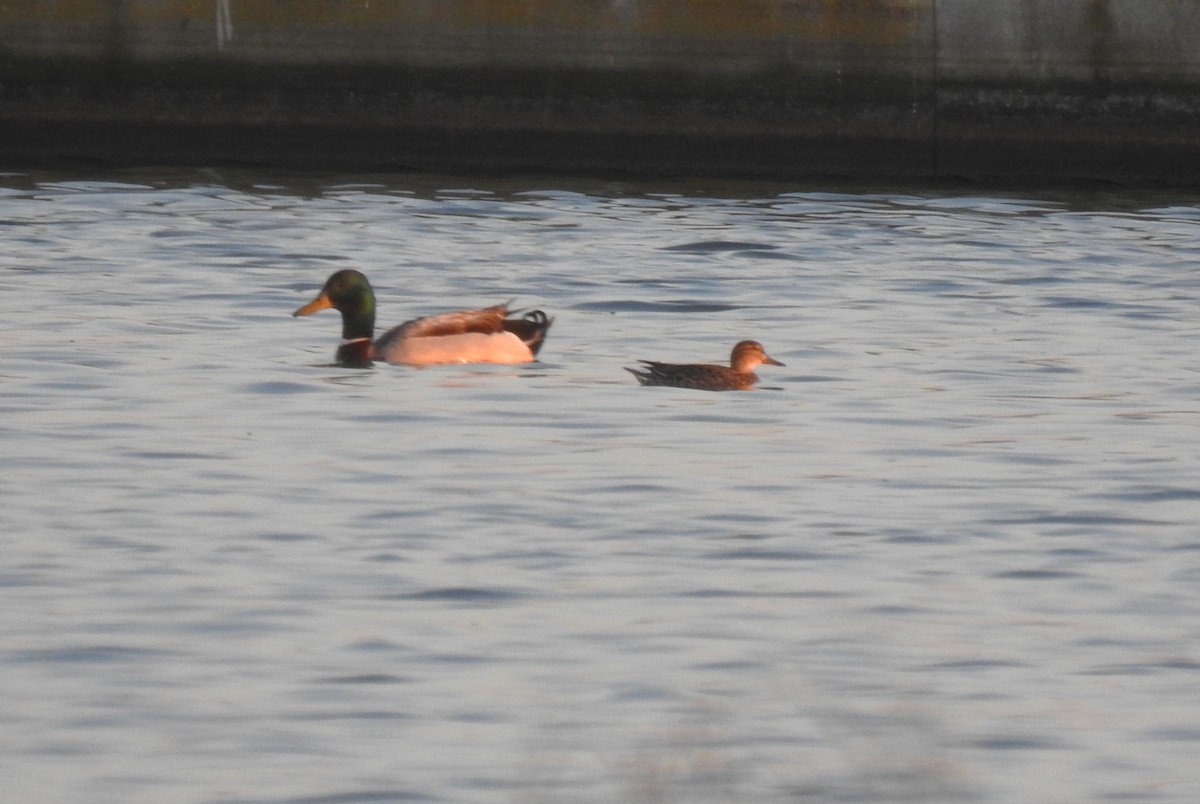 Green-winged Teal - Filipe Manuel