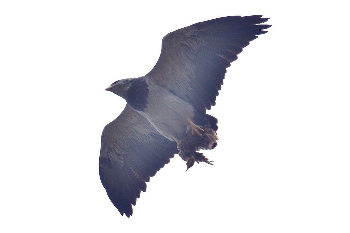 Black-chested Buzzard-Eagle - ML617797602