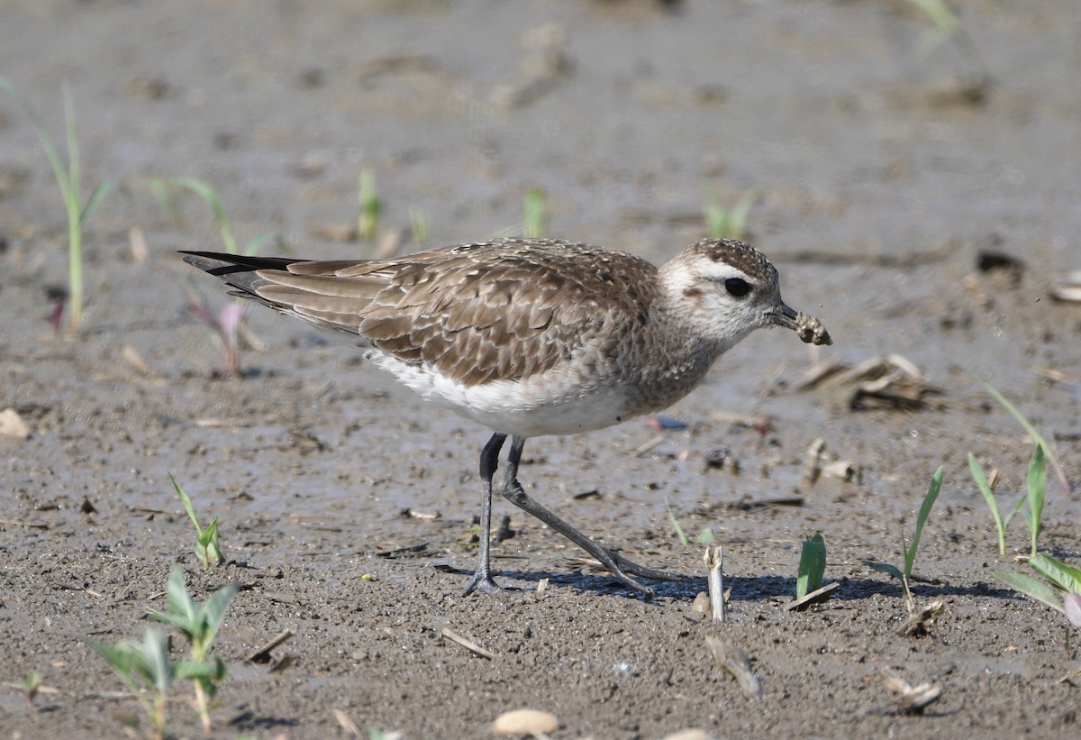 American Golden-Plover - ML617797659