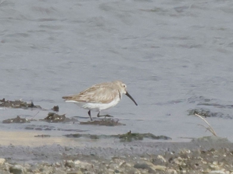 Dunlin - ML617797691