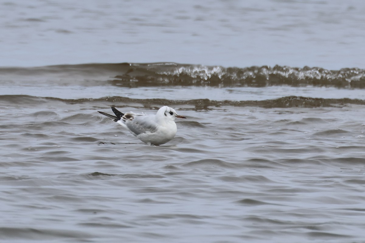 Mouette rieuse - ML617797703