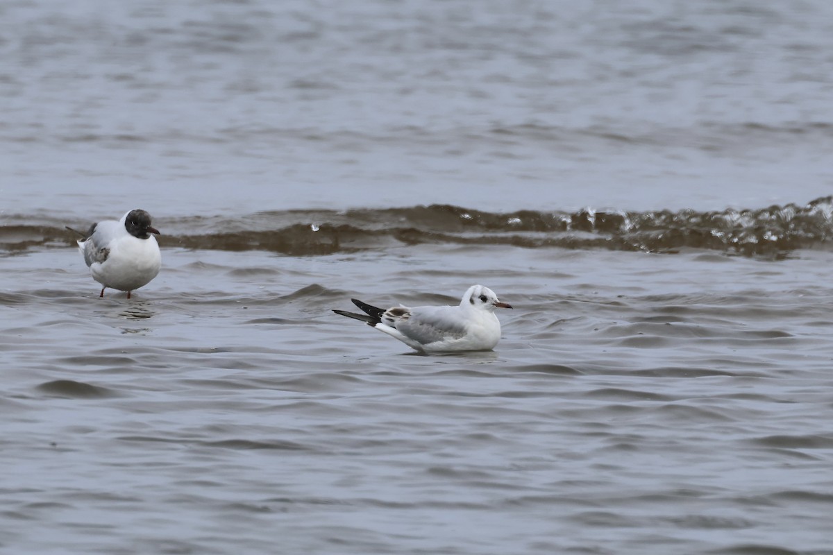 Mouette rieuse - ML617797710