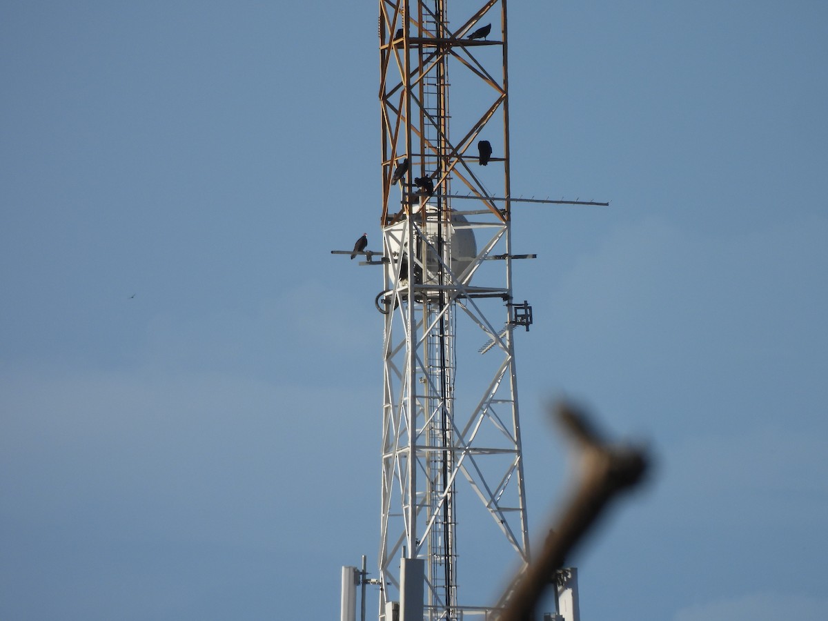 Turkey Vulture - ML617797833