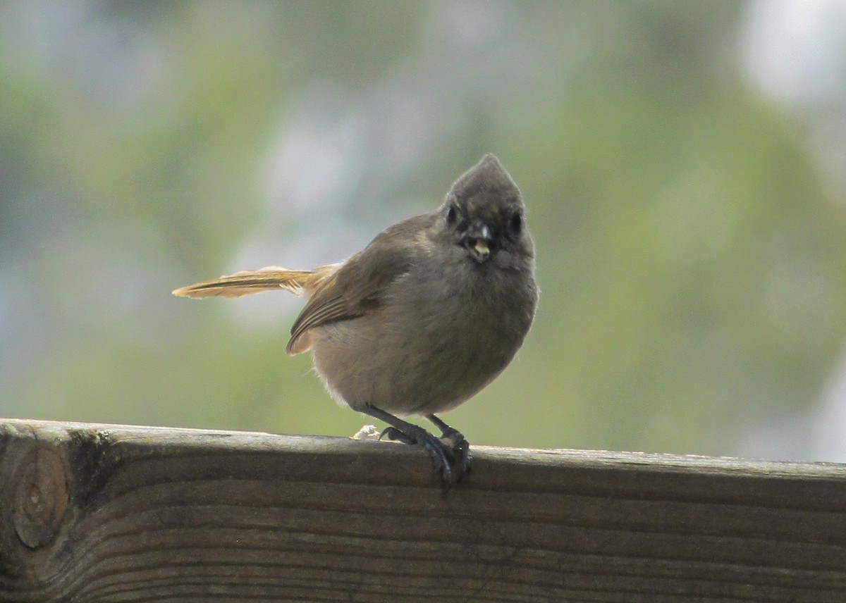 Oak Titmouse - ML617797859