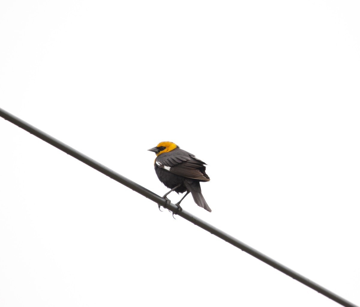 Yellow-headed Blackbird - John Webster