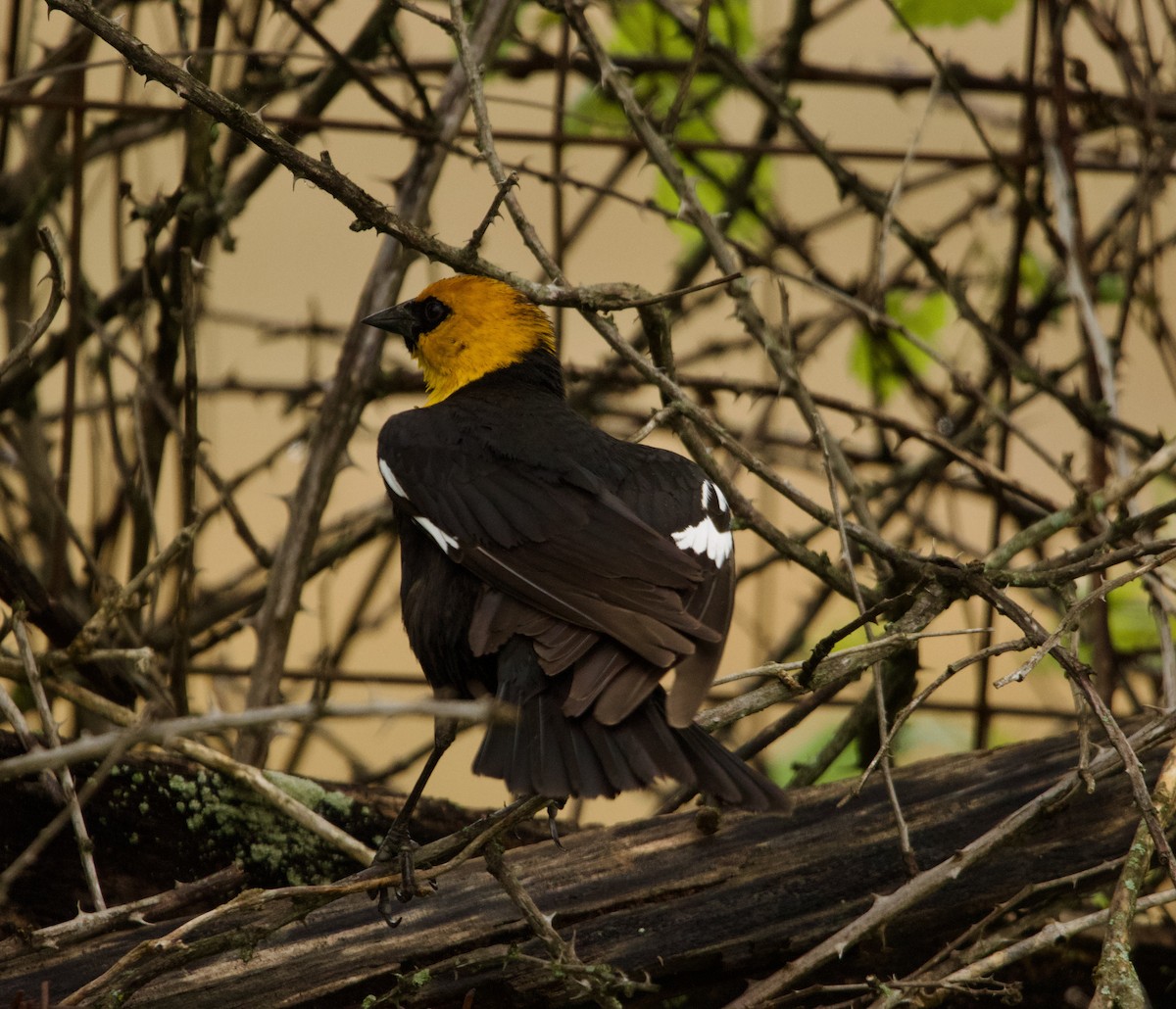 Yellow-headed Blackbird - John Webster
