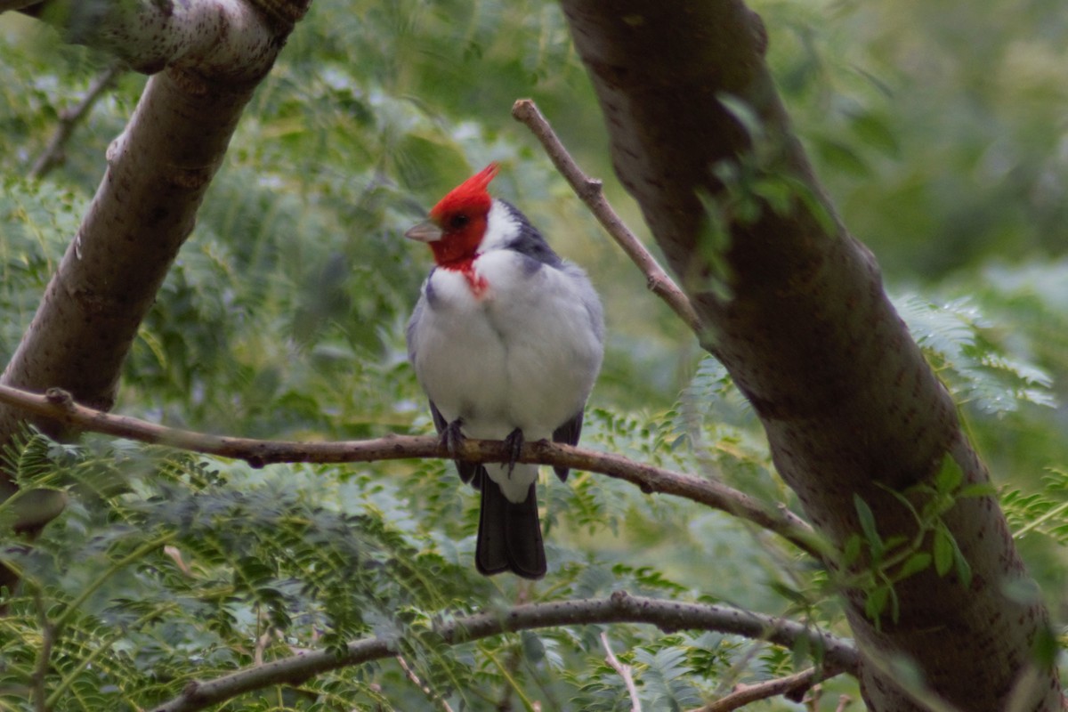 Red-crested Cardinal - ML617797884