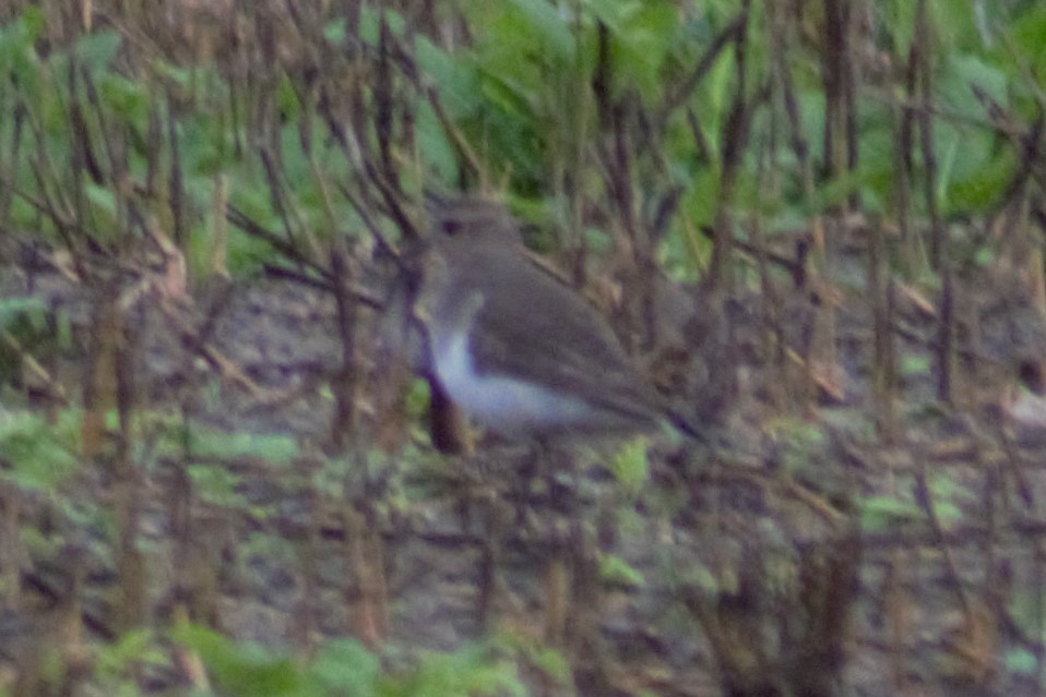 Rufous-chested Dotterel - ML617797919