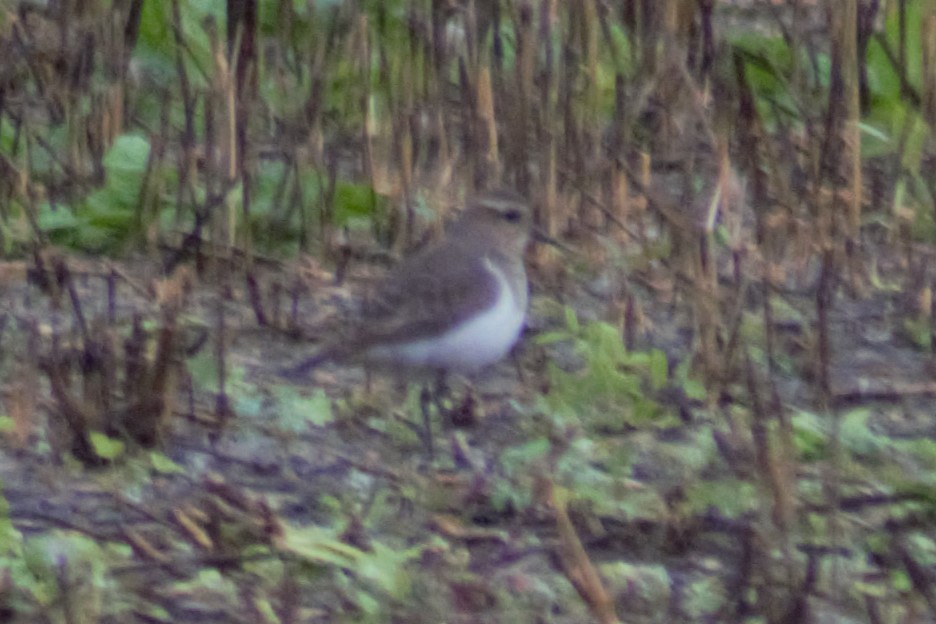 Rufous-chested Dotterel - ML617797921