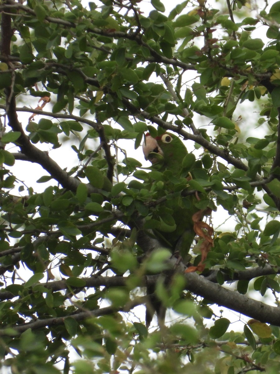 Mitred/Red-masked Parakeet - ML617797948