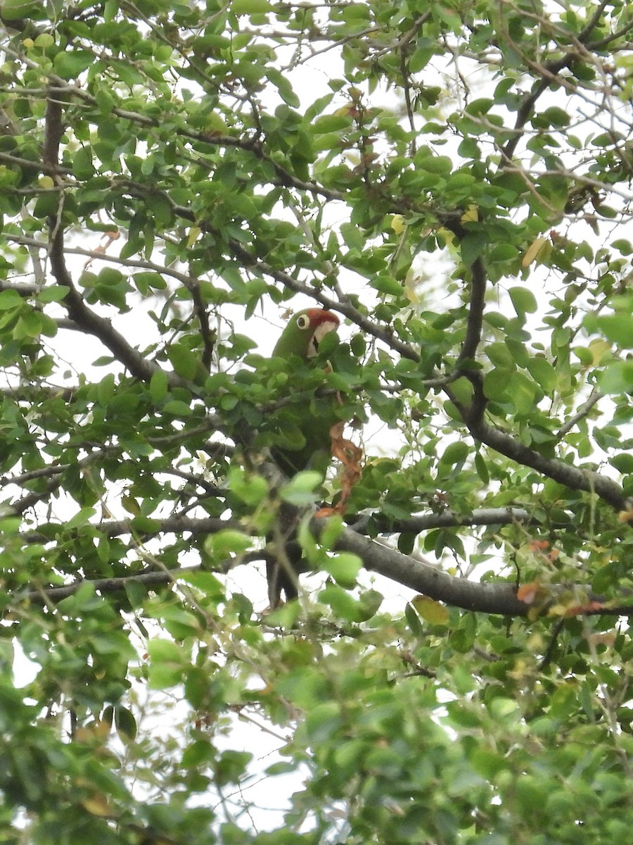 Mitred/Red-masked Parakeet - Tracy Mosebey