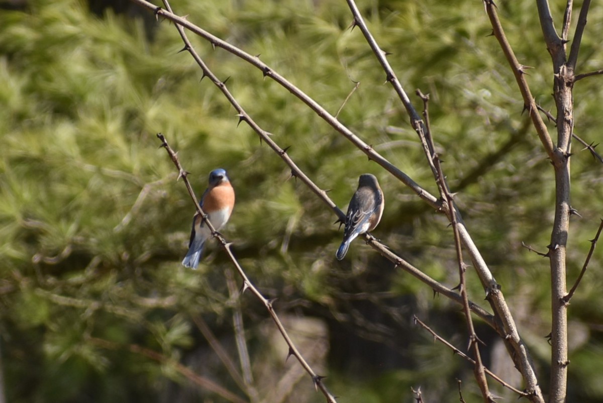 Eastern Bluebird - ML617798099