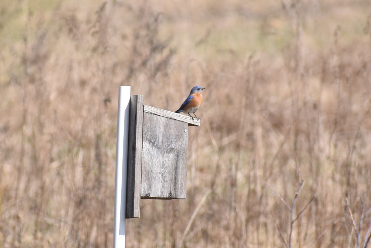 Eastern Bluebird - ML617798100