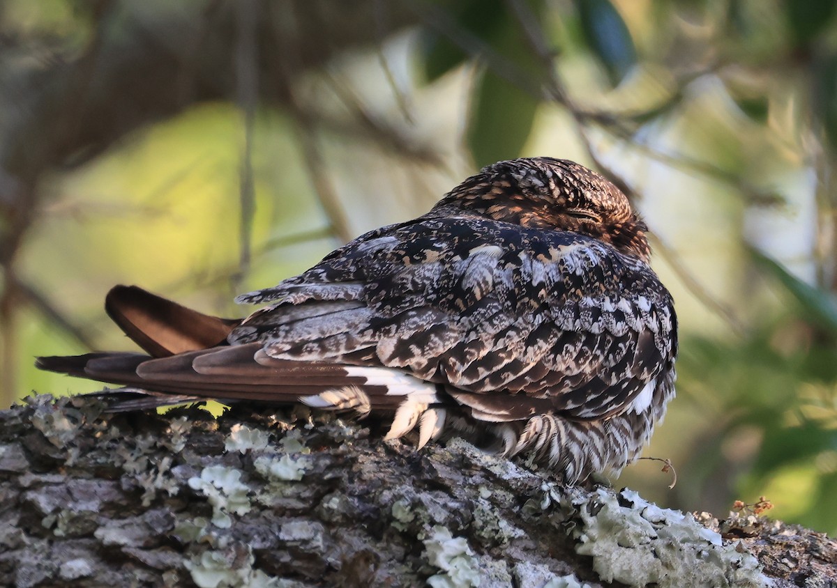 Common Nighthawk - ML617798104