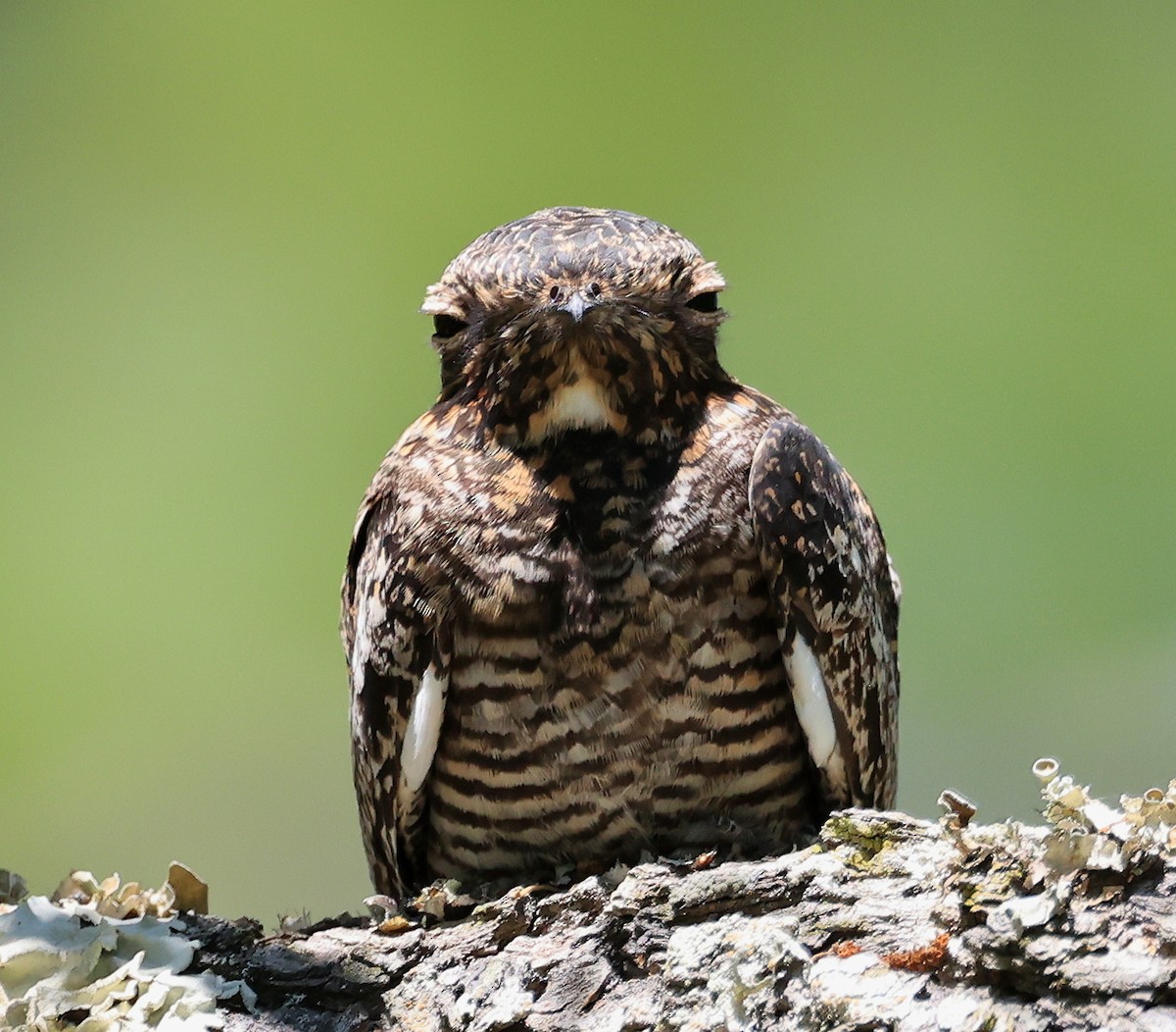 Common Nighthawk - ML617798106