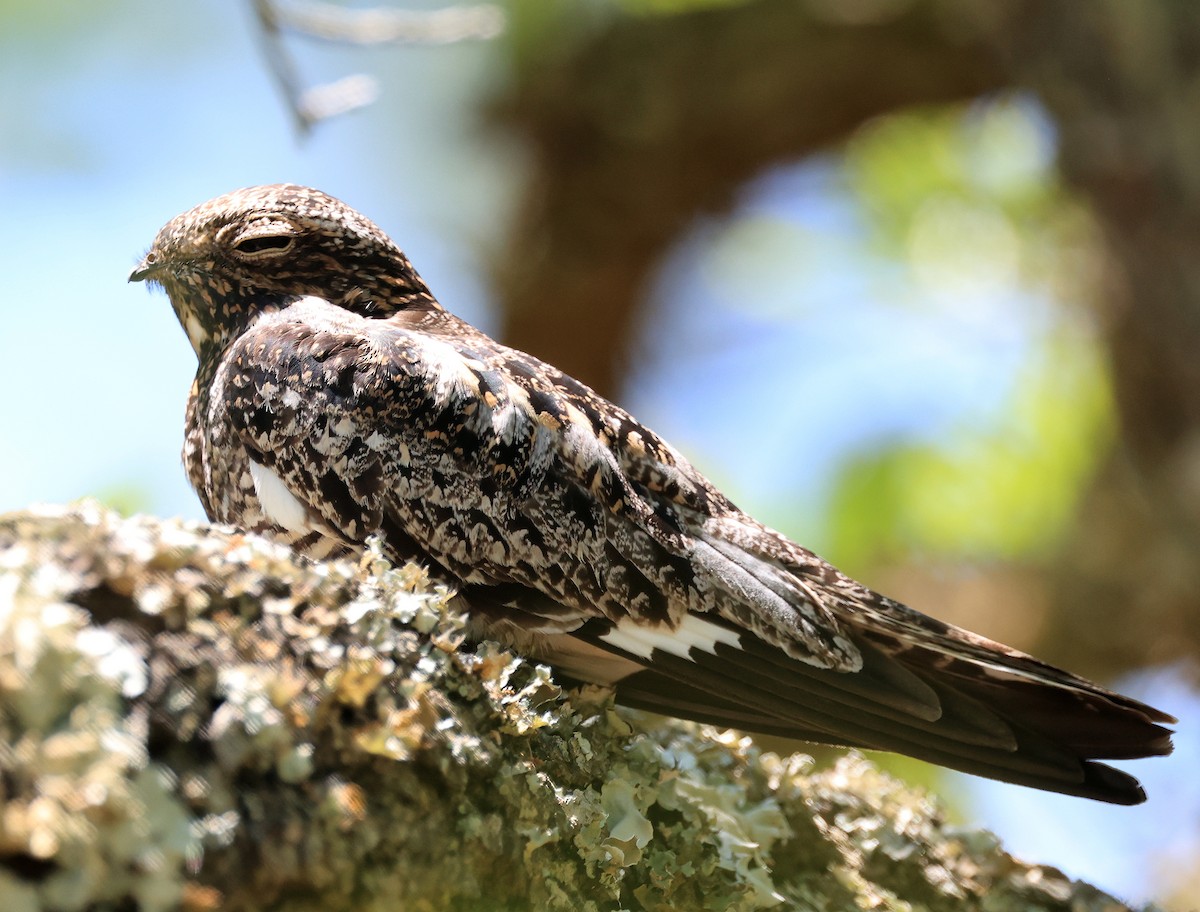 Common Nighthawk - Steve Parrish