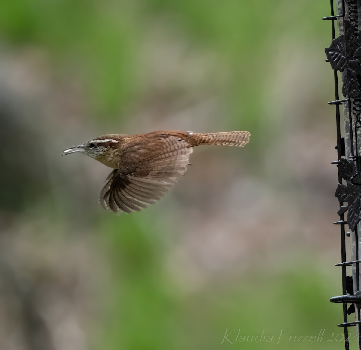 Carolina Wren - ML617798118