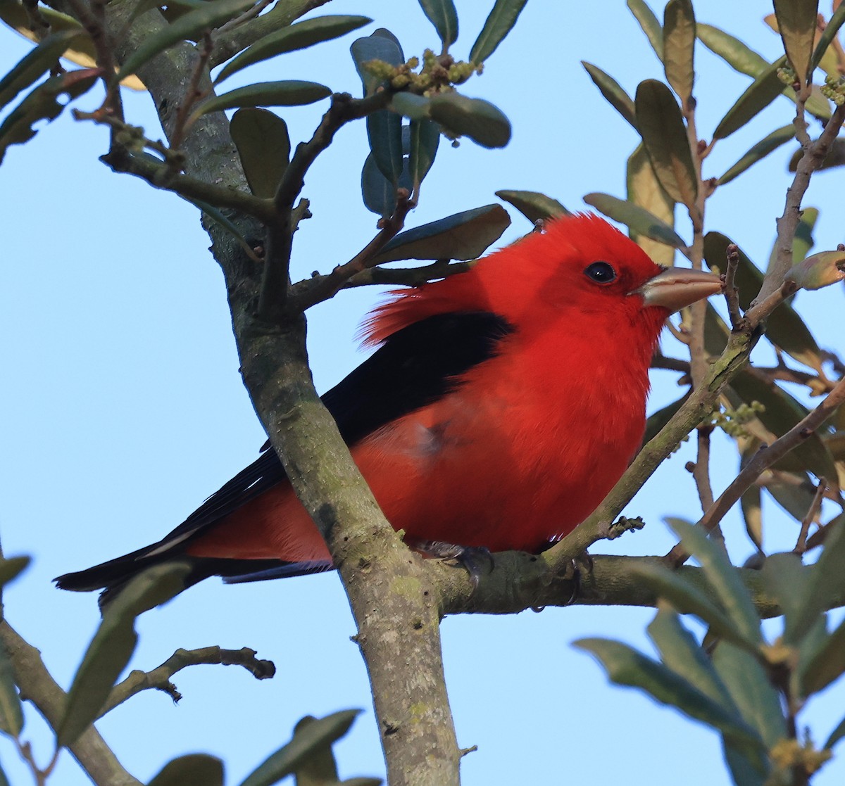 Scarlet Tanager - ML617798238