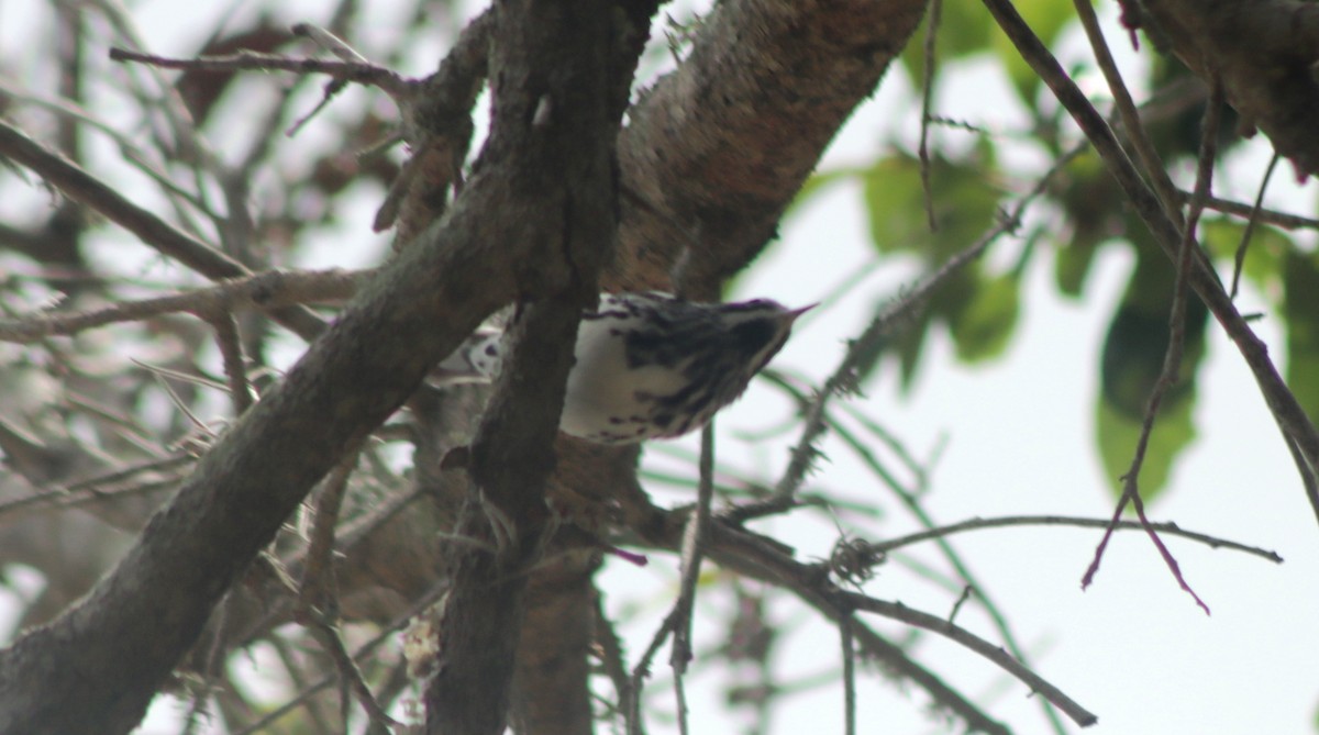 Black-and-white Warbler - Greg  K