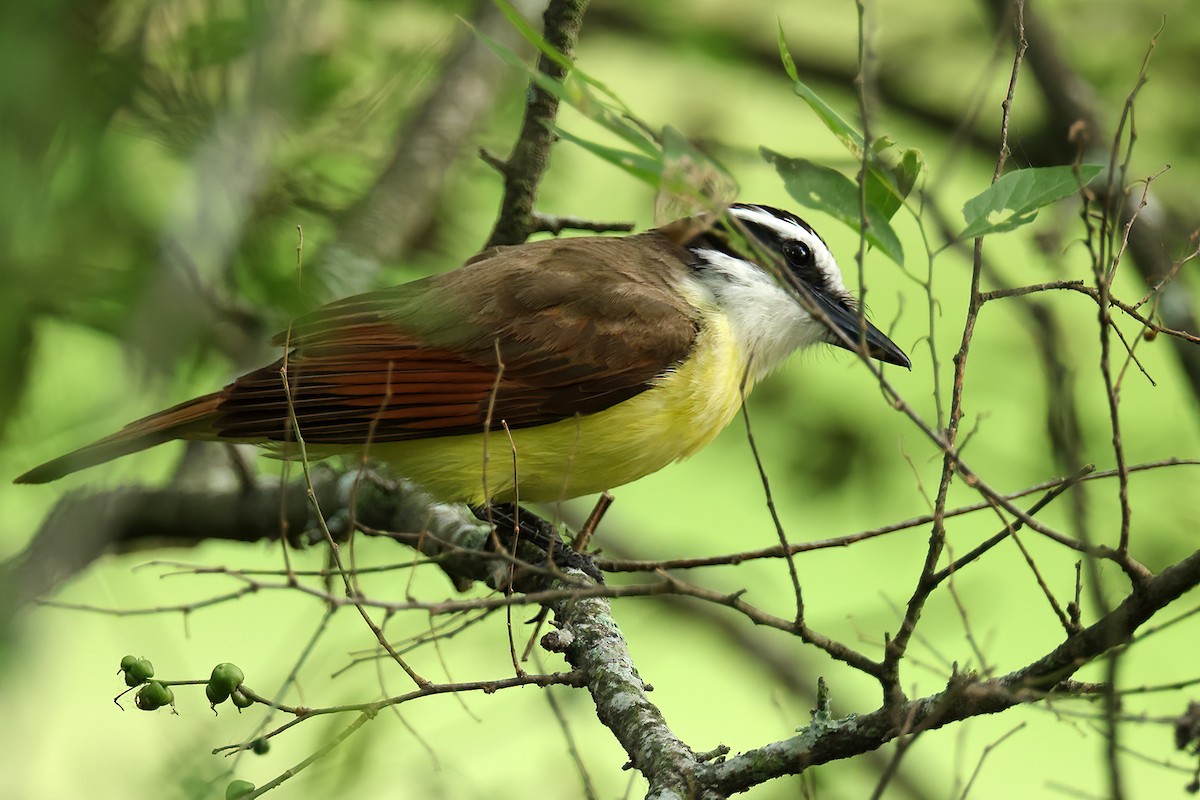 Great Kiskadee - Doug Hommert