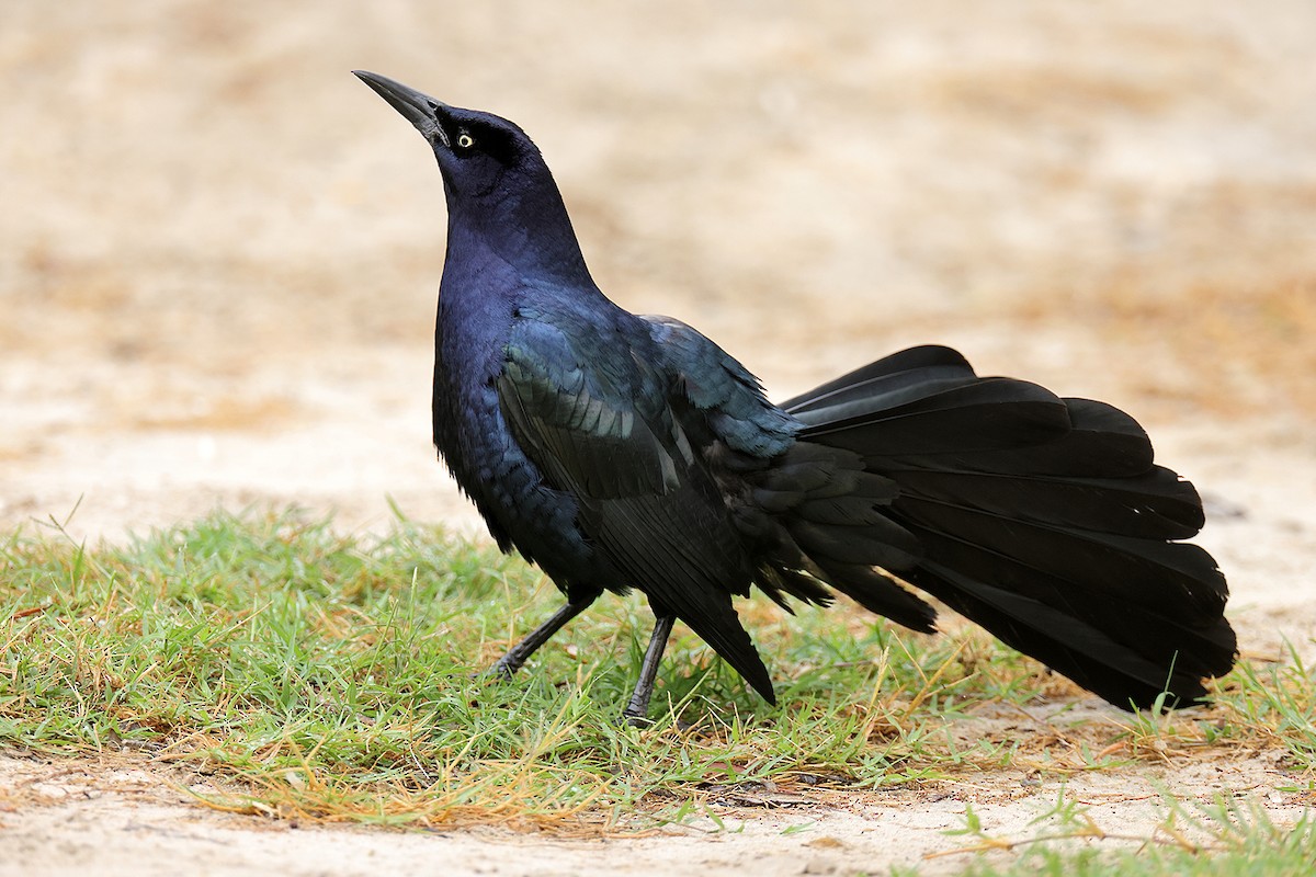 Great-tailed Grackle - ML617798366